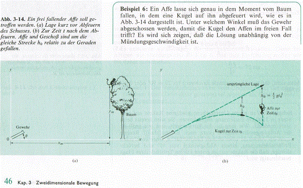 Affe 001.gif