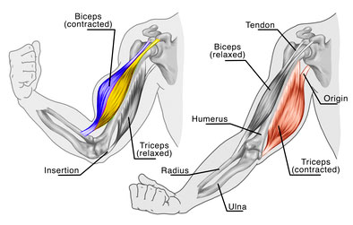Bizeps-Anatomie.jpg