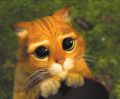 kater_shrek_120.jpg