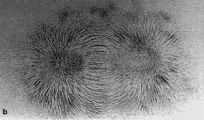 MagnetLinien2.gif